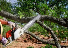 Best Leaf Removal  in Madison, IL